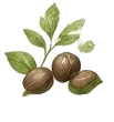 ホホバ種子油の植物イラスト