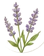 ラベンダー油の植物イラスト