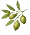 オリーブ果実油の植物イラスト