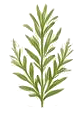 ローズマリー葉エキスの植物イラスト